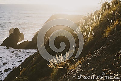 Cliffside and ocean with plants glowing Stock Photo