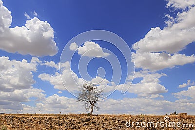 Climate change: dry lonely tree for drought on plowed soil dominated by clouds.Italy. Stock Photo