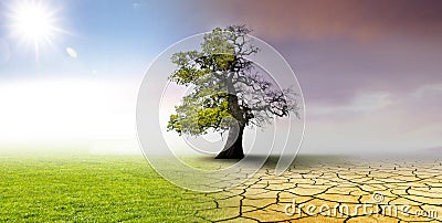 Climate change - landscape with oak tree Stock Photo