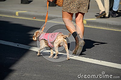 Climate Change protest dog wearing Extinction Rebellion coat at a demonstration march through London Editorial Stock Photo