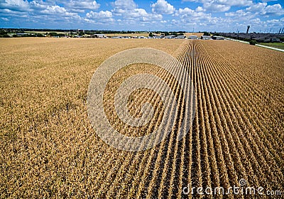 Climate Change Wide Spread Dread Fields of Dead Crops Stock Photo