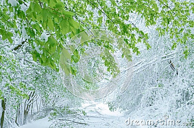 Climate extremes in springtime with snow cover Stock Photo