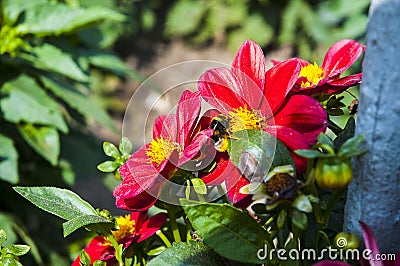 Gardens of the Villa Taranto on Lake Maggiore which is the most westerly of the three large lakes of Italy Stock Photo