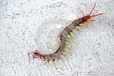 Climb on the floor the centipede Stock Photo