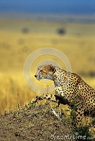 Climbing Stock Photo