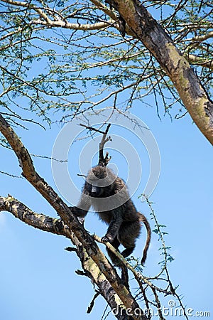 Climbing Baboon Stock Photo