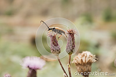 Climbing beetle Stock Photo