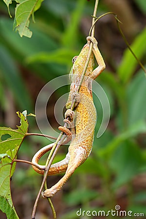 Climbing chameleon Stock Photo