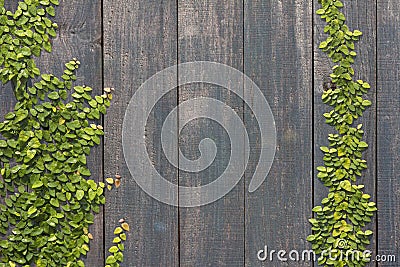 Climbing Ficus pumila on wood wall Stock Photo