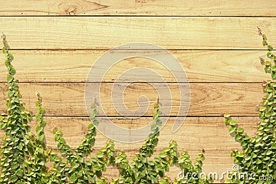 Climbing Ficus pumila on wood wall Stock Photo