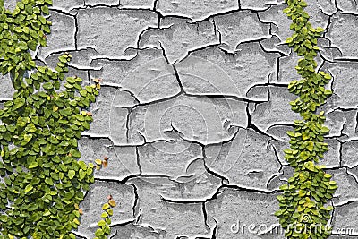 Climbing Ficus pumila on a wall Stock Photo