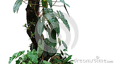 Climbing philodendron Philodendron billietiae tropical foliage plant growing on rainforest tree trunk with Bromeliads, Anthurium Stock Photo