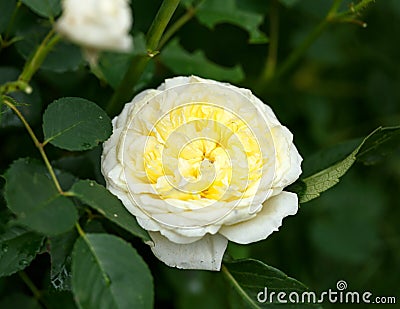 Climbing The Pilgrim yellow David Austin english Auswalker rose in summer garden Stock Photo