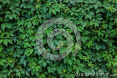 Climbing plant ampelopsis as green background Stock Photo