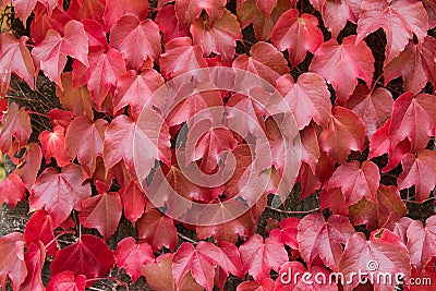 Climbing plant, Boston Ivy leaves on the wall turning to Autumn Stock Photo