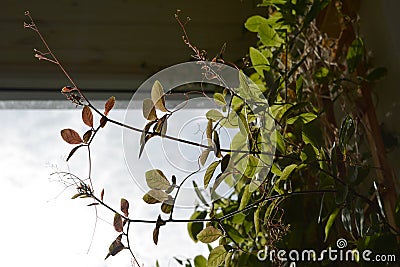 Climbing plant of cobaea in small garden on the balcony Stock Photo