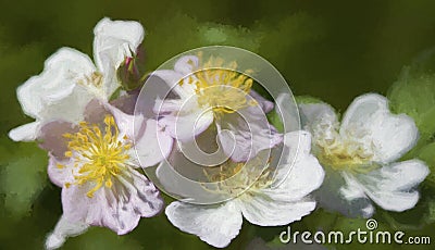 Climbing Prairie Rose Blossoms Digitally Painted Stock Photo