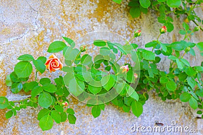 Climbing Rose Creates a Bough Across Old Stone Wall Stock Photo