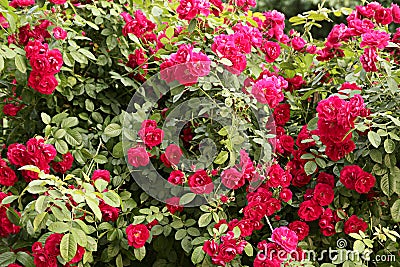 Climbing rose Stock Photo
