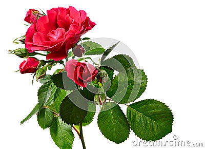 Climbing rose isolated on white Stock Photo