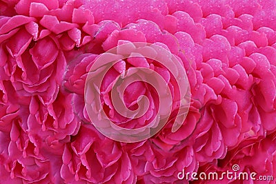 The climbing rose `Pink Climber` forms dark pink flowers. Flower on Content-Aware Background. Stock Photo