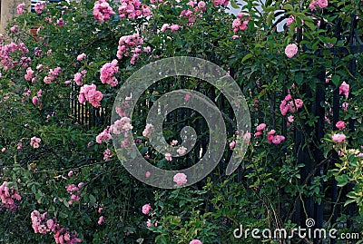 Climbing roses trellis, beautiful fence front of house Stock Photo