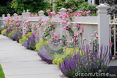 Climbing Roses, White Fence Stock Photo