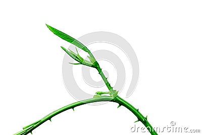 Climbing Wattle Stock Photo