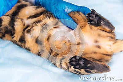 Clinical veterinarian checks color and coat of a red cat Stock Photo