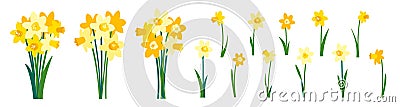 Clip art of yellow daffodils and spring bouquet of narcissus flowers isolated on white Vector Illustration