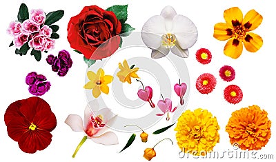 Clipart flowers Stock Photo