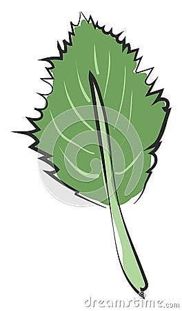 Clipart of an ovate green leaf with a margin and alternate venation vector or color illustration Vector Illustration