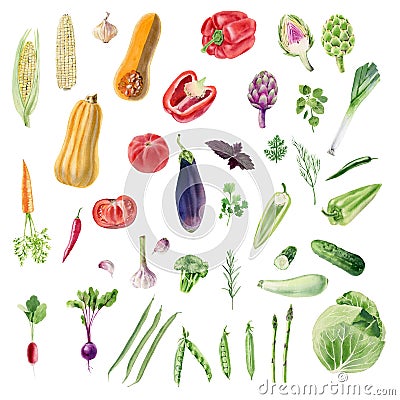 Clipboard of handpainted watercolor organic vegetable cliparts Stock Photo