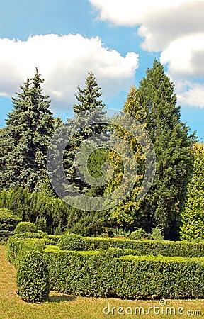 Clipped Buxus and fir tree Stock Photo