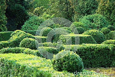 Clipped Buxus semperviren Stock Photo