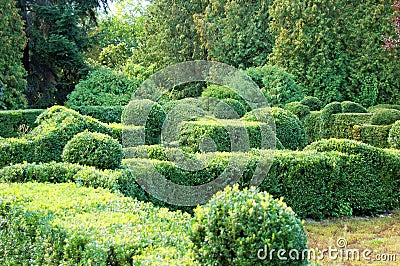 Clipped Buxus sempervirens Stock Photo