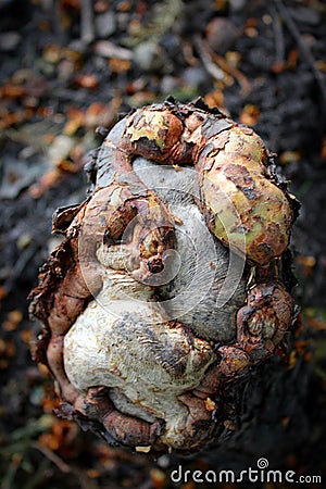 Clipped gnarled cypress root stump Stock Photo