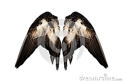 Clipped real duck wings on white background isolated back angel two pair Stock Photo