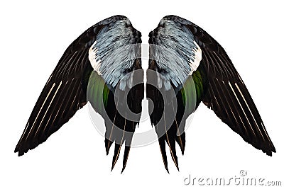 Clipped real duck wings on white background isolated front angel two pair Stock Photo