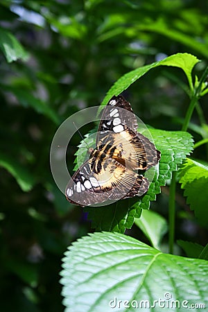 Clipper Butterfly Stock Photo