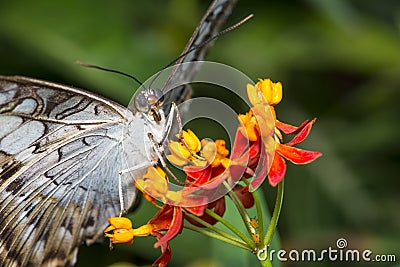 Clipper Butterfly Macro Stock Photo