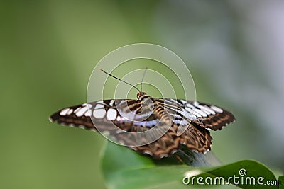 Clipper Butterfly (Parthenos Sylvia) Stock Photo