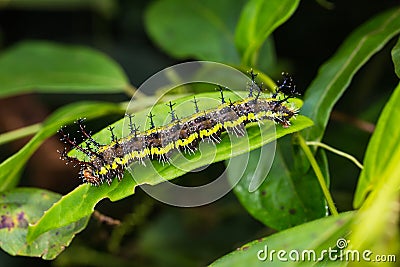 Clipper Parthenos sylvia caterpillar Stock Photo