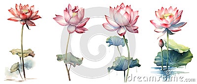 Clipping path, Watercolor painting in botanical style of Pink lotus flowers clip art on white background. Stock Photo