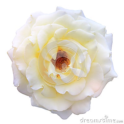 Clipping paths,rose white blooming on white background,beautiful flower for valentine festive Stock Photo