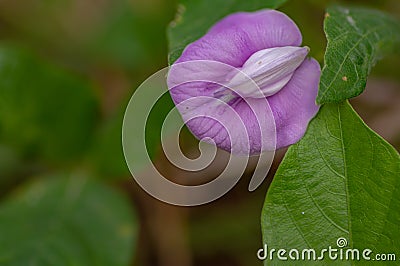 Clitoria flowers and leaves, flowers are purple in color with green rough textured leaves Stock Photo