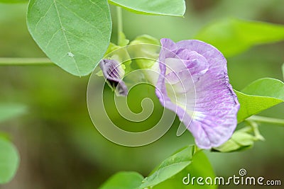 The light purple flower of Clitoria ternata Stock Photo