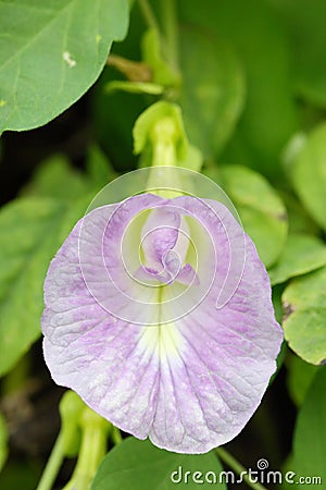 The close-up look of light purple Clitoria ternata flower Stock Photo