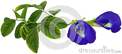 Clitoria ternatea or blue aparajita flower Stock Photo