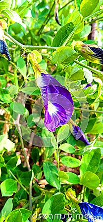 Clitoria ternatea blue pea butterfly pea or cordofan pea flowers close up Stock Photo